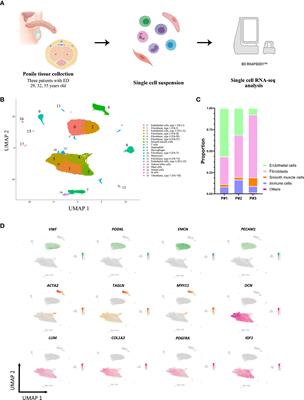 Single-Cell RNA Sequencing of Human Corpus Cavernosum Reveals Cellular Heterogeneity Landscapes in Erectile Dysfunction